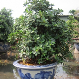 Cây bonsai da Ấn Độ cao 1.2m
