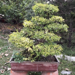 Cây bonsai mai chiếu thủy 90cm