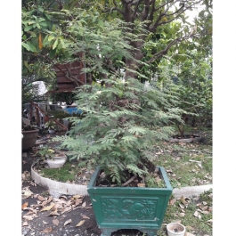 Cây me bonsai cao 2.5m