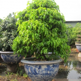 Cây si bonsai cao 1.3m