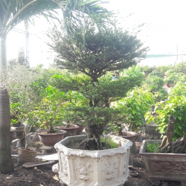 Cây bonsai mai chiếu thủy 1.5m