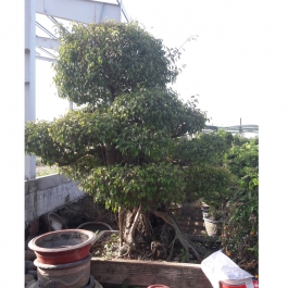 Cây si bonsai cao 2.5m