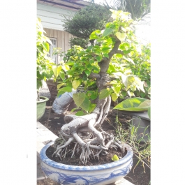 Cây đa lâm vồ bonsai cao 45cm