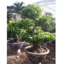 Cây sanh bonsai cao 1m 