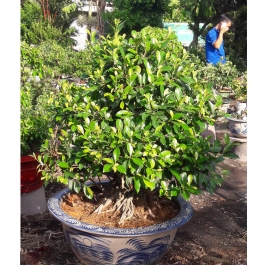 Cây sanh bonsai cao 70cm