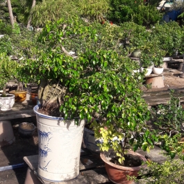 Cây si bonsai  cao 50cm