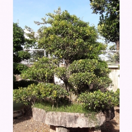 Cây sanh bonsai 2.5