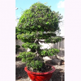 Cây Sanh bonsai cao 2.5m