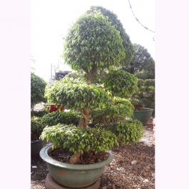 Cây Sanh bonsai 2m