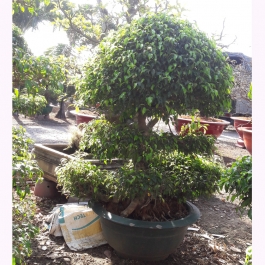 Cây Sanh bonsai 1.3m