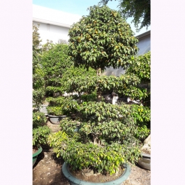 Cây Sanh bonsai 2m